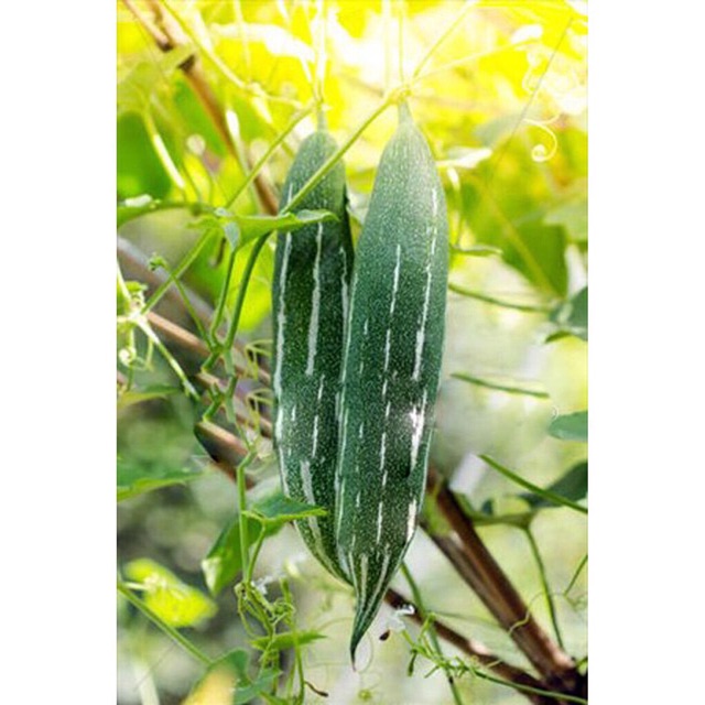 Hạt giống mướp lặc lày, mướp sát, mướp rừng, mướp sọc