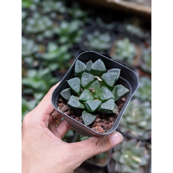 Sen đá kim cương Haworthia size chậu 7cm