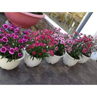 Hạt Giống Hoa Cẩm Chướng Đơn