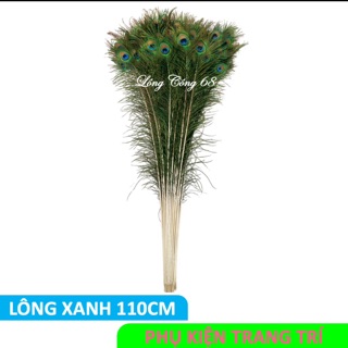 Lông công trang trí nhà cửa