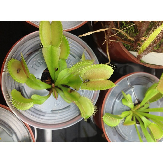 HẠT GIỐNG BẪY KẸP - 10 Hạt/ gói