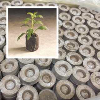 COMBO 20 viên nén ươm hạt giống ,ươm cây con