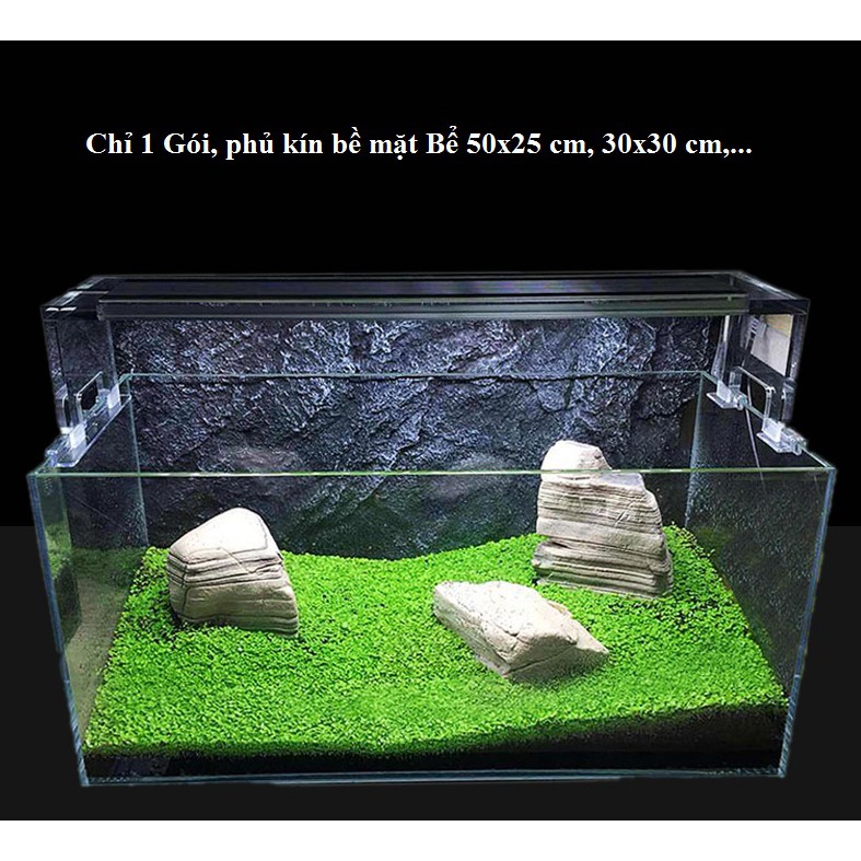 Trân châu lá nhỏ hạt giống thủy sinh