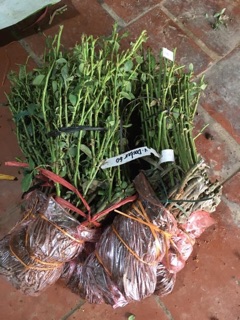 Hoa hồng lafont rễ trần