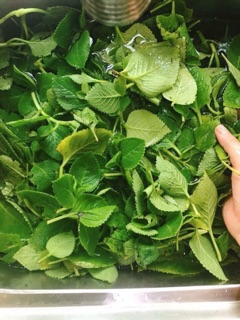 Cây húng chanh hoặc ( 100 gram lá )