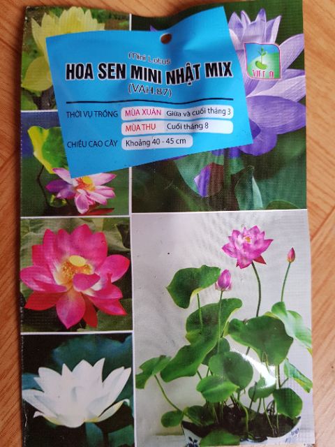 Sen mini nhật mix màu