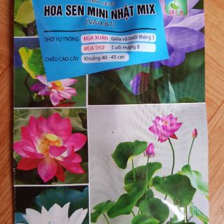 Sen mini nhật mix màu