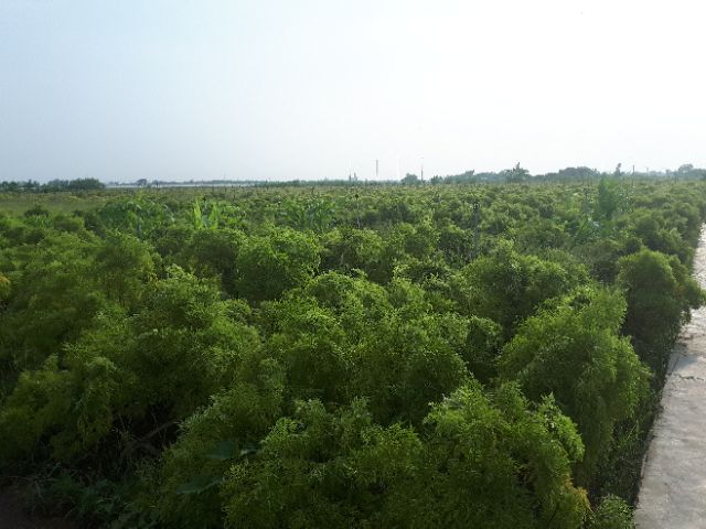 Lá Đinh Lăng Khô