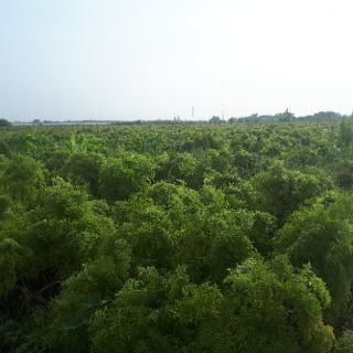 Lá Đinh Lăng Khô ( 1kg)