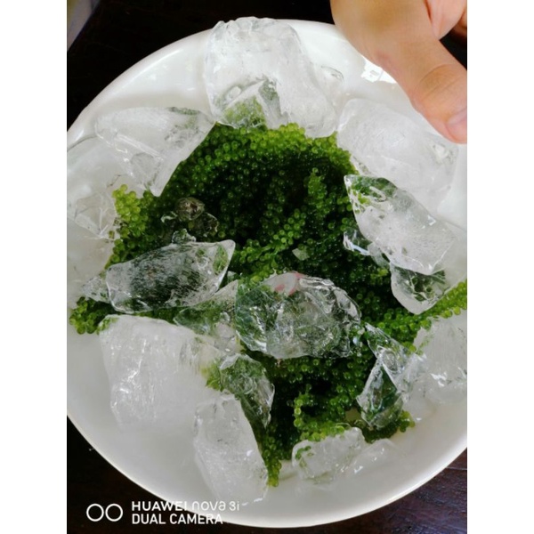 (Rẻ vô địch)3kg rong nho tách nước Nha Trang _khánh Hòa chất lượng, giá cạnh tranhfreeship