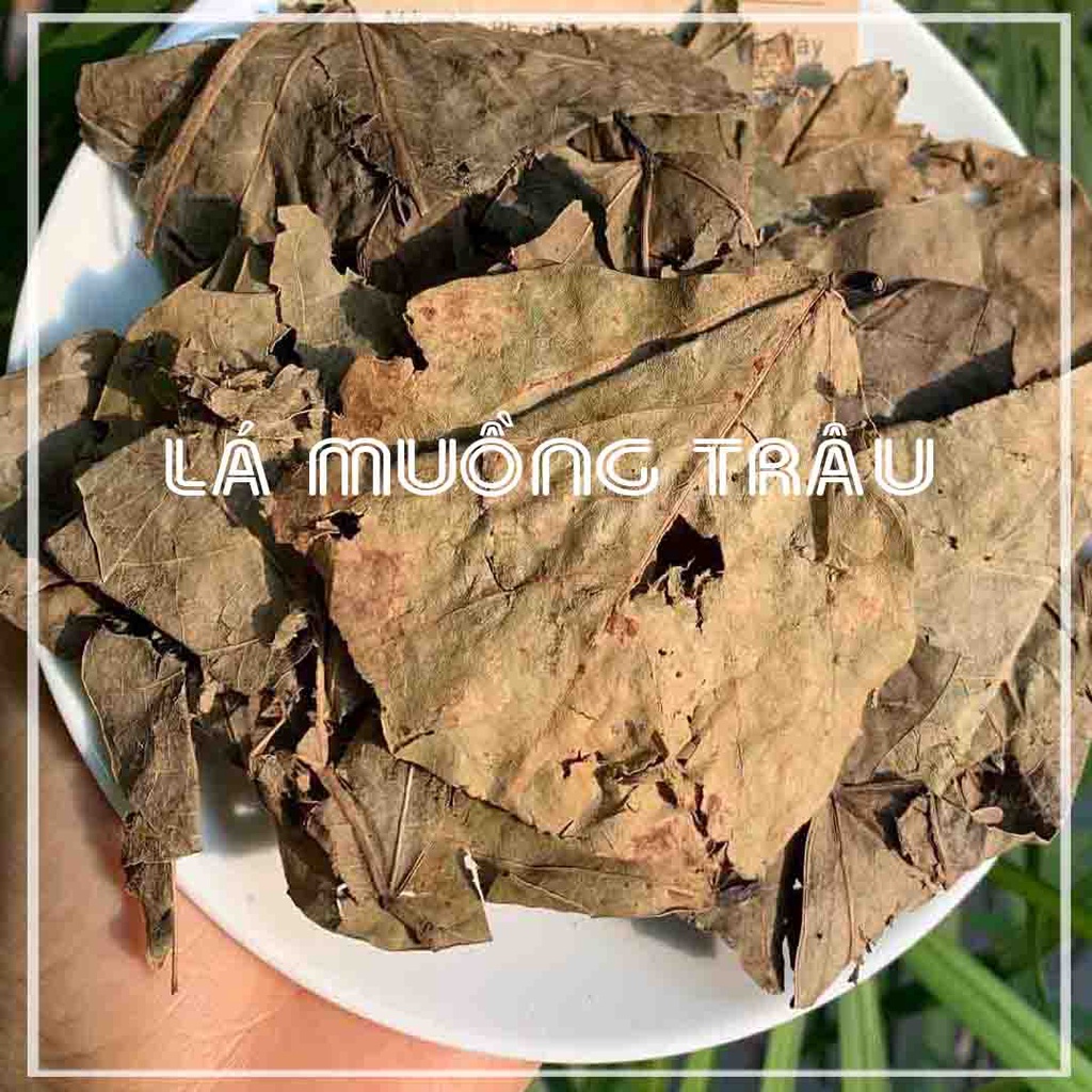 Lá Muồng Trâu khô đóng gói 500g - Hàng Công Ty loại 1