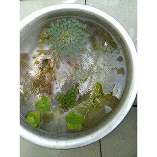combo 4 loại thủy sinh & 2 loại bèo.