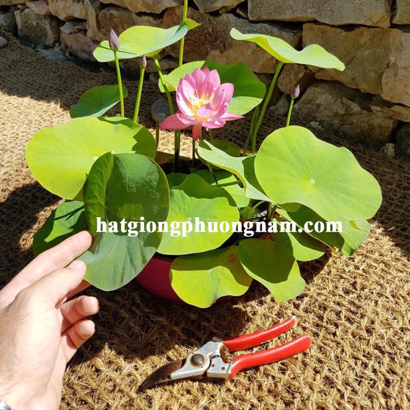Hạt giống hoa sen nhật mini túi 1 hạt