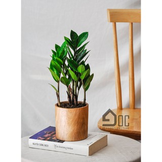 CHẬU VÀ CÂY KIM TIỀN ĐỂ BÀN (Khắc tên lên chậu gỗ)