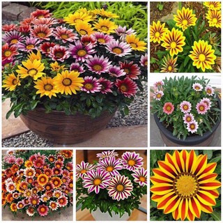 Gói 50 hạt giống hoa cúc huân chương mix đủ màu, gói hạt giống cúc huân chương chuẩn F1