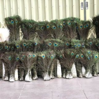 Lông công phong thủy(mắt to) bán từ 5 chiếc