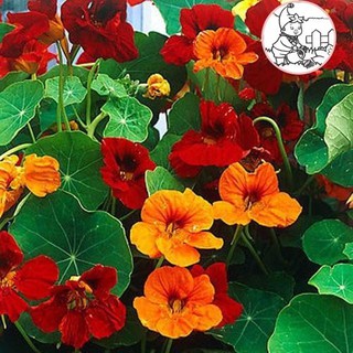 HẠT HOA SEN CẠN NHIỀU MÀU DÂY LEO - GÓI 1 GRAM