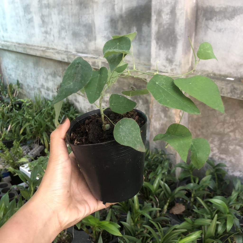 Chậu dây leo Sương Sâm Lông - Tiliacora triandra