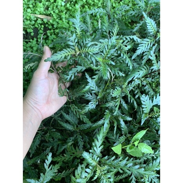 cây thuỷ sinh(liễu răng cưa)