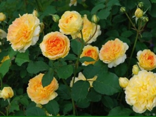 Combo 3 cây hoa hồng juliet_tặng kích rễ