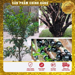 HẠT GIỐNG NHO THÂN GỖ ( 3 hạt )