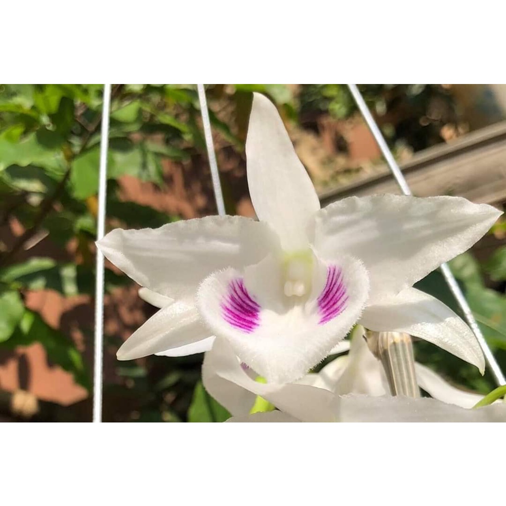 Cốc lan phi điệp đột biến 5 cánh trắng MẮT TRÂU (5CT), hoa cực đẹp, cực hiếm, hàng gieo hạt, cây y hình