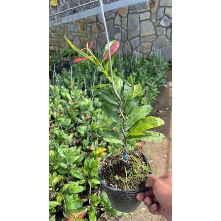 Hoa mai Cúc Rose Thanh Tú_cây ghép chuẩn