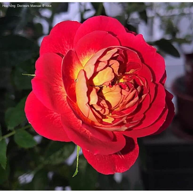 Hoa hồng ngoại leo Docteurs Massad rose màu đỏ Ruby- vườn hoa melinhrose