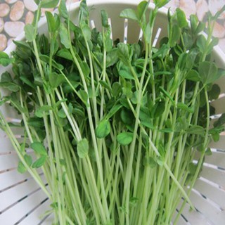 Hạt giống rau mầm cải Đà Lạt