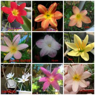 Sét 15 củ size hoa 15 loại huệ mưa