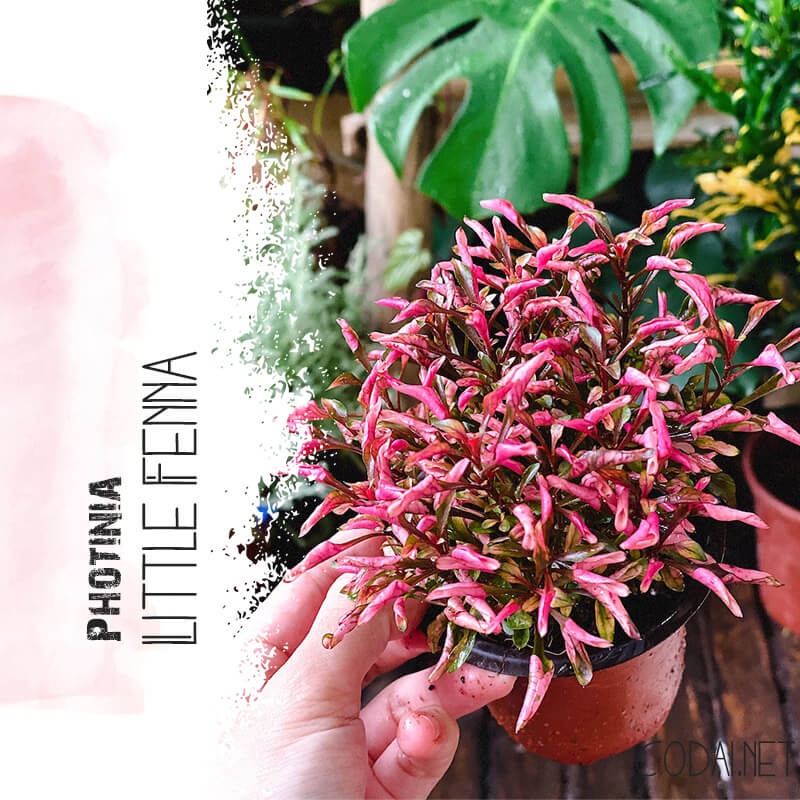 Cây Photinia Little Fenna (Hồng Diệp Thanh) chậu nhựa