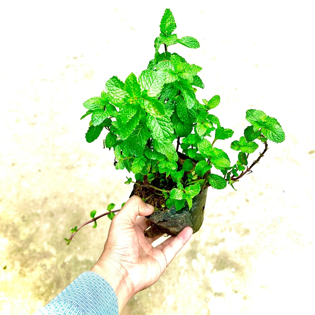 Cây Húng Lủi - (Húng Bạc Hà) (Ảnh thật số 2).