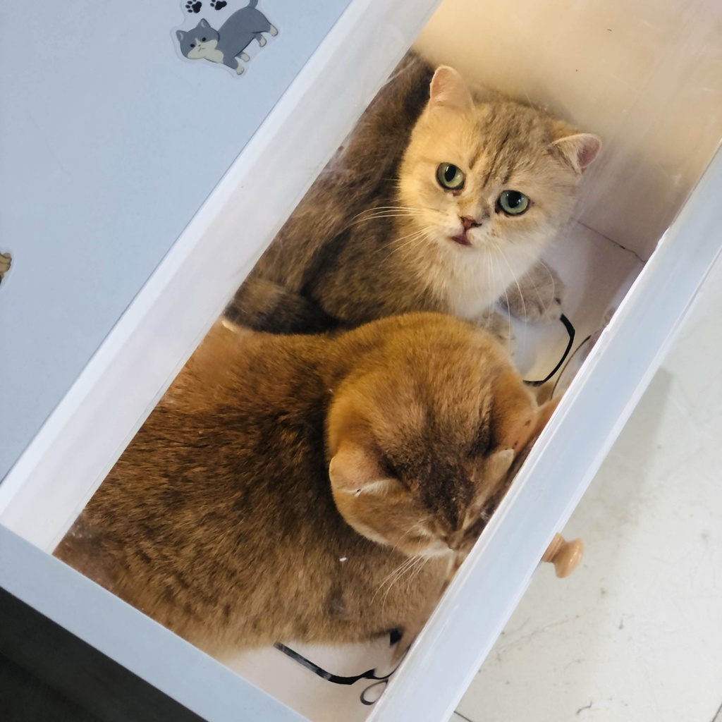 Lồng sấy mèo tự động ,Máy sấy mèo, Lồng sấy chó