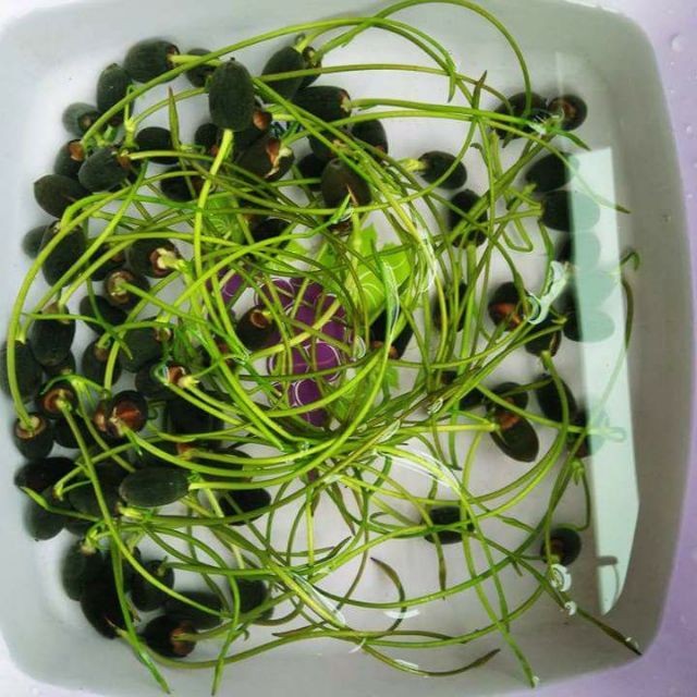 Hạt giống hoa sen mini nhật