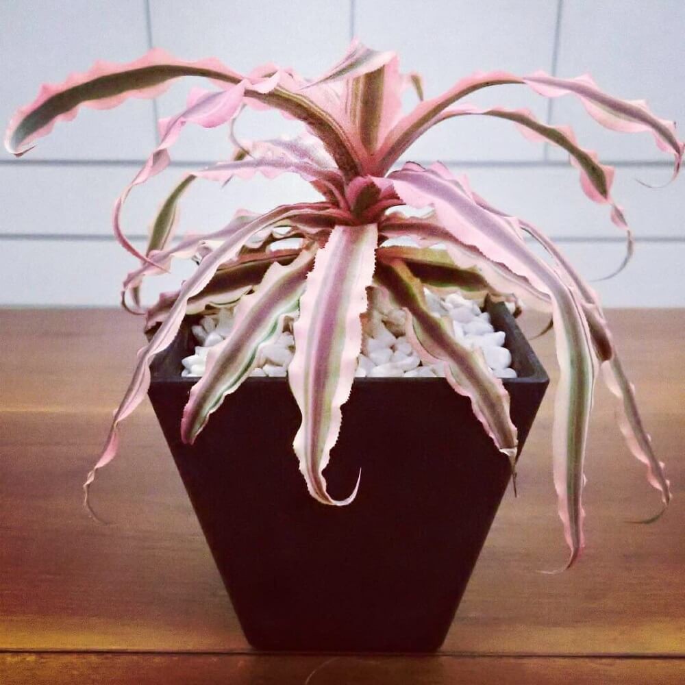 Cây Cryptanthus bivittatus Pink Starlite (Dứa cảnh, Nhung Diệp Tiểu Phụng) chậu nhựa treo