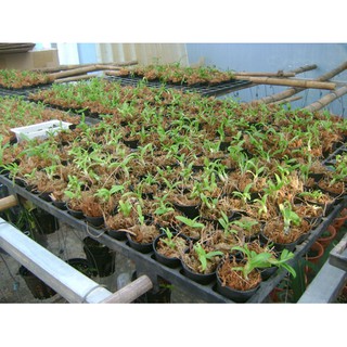 100GR DỚN TRẮNG CHILE - 1 BAO