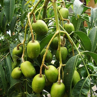 Cây cóc thái