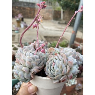 Hải ly gốc thụ già thơm