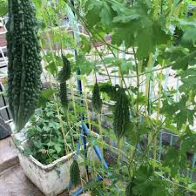 Hạt giống khổ qua xanh, khổ qua gai, mướp đắng (dễ trồng ra nhiều trái)