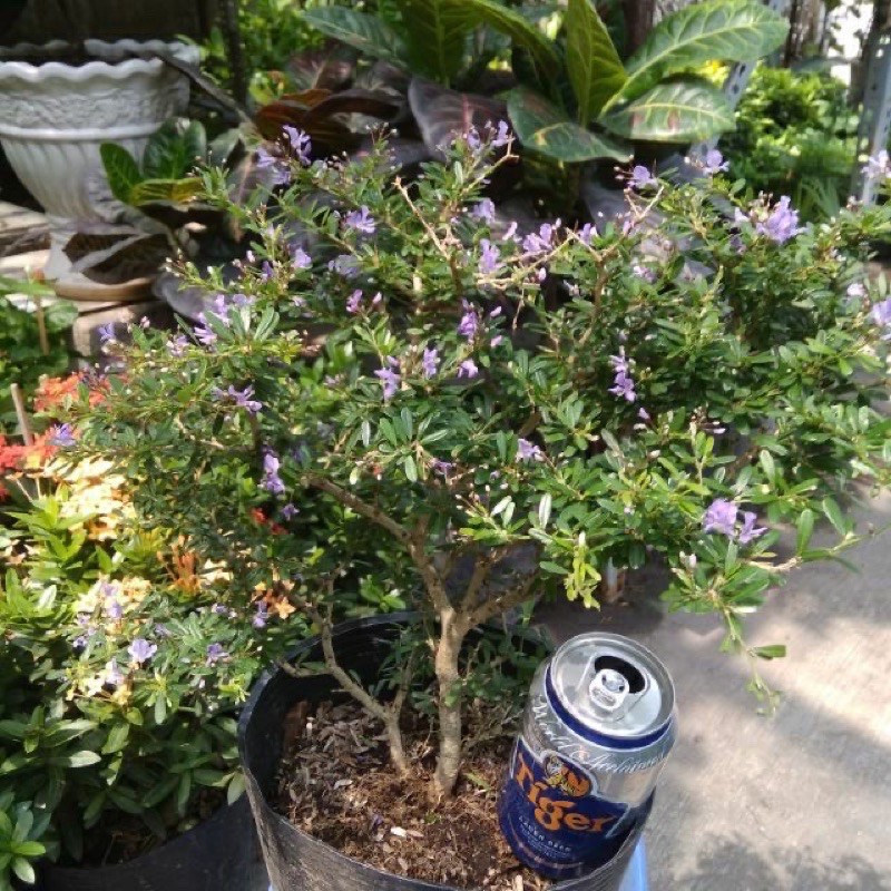 Linh Sam Siêu Bông