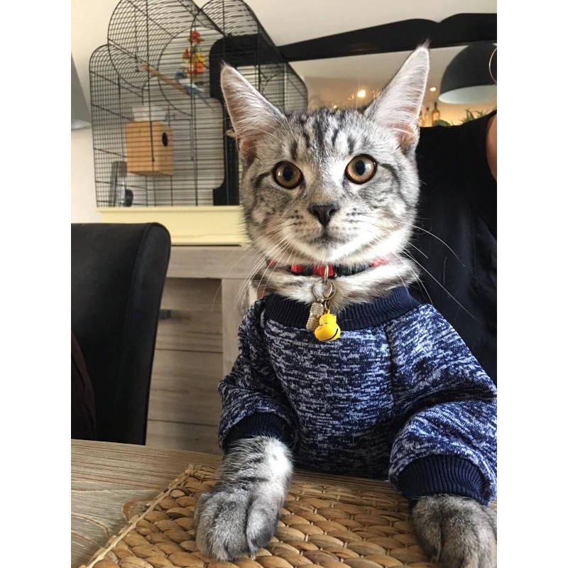 [Ảnh thật] Áo thú cưng cho chó mèo
