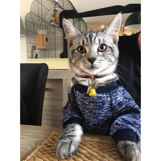 [Ảnh thật] Áo thú cưng cho chó mèo