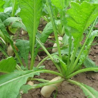 Bộ gói hạt giống Củ cải trắng