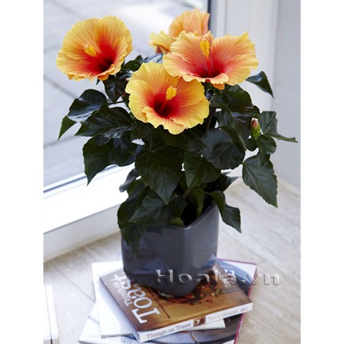 Hạt Giống Hoa Dâm Bụt Lùn Mix Màu - Gói 10 Hạt KNS2223