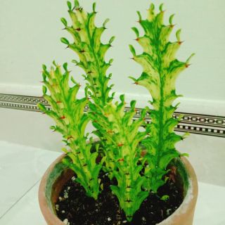 Xương rồng Euphorbia