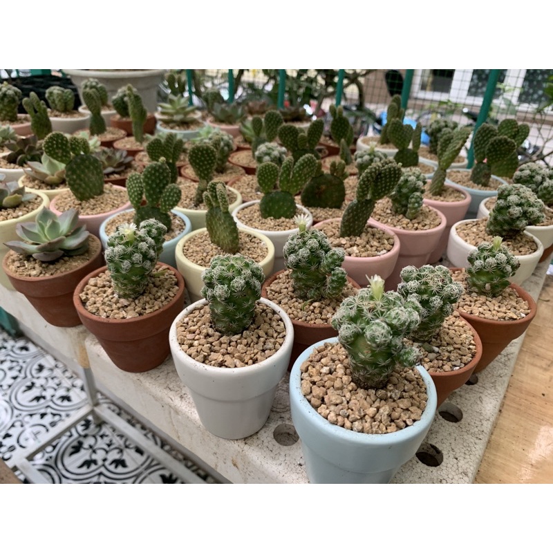 Xương rồng trứng chim