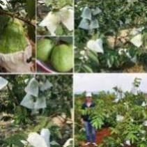 TÚI BỌC TRÁI CÂY BƠ, ỔI, XOÀI SÉT 100 TÚI CÓ DÂY RÚT 18x20CM