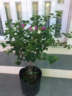 Hoa giấy ngủ sắc(5màu)