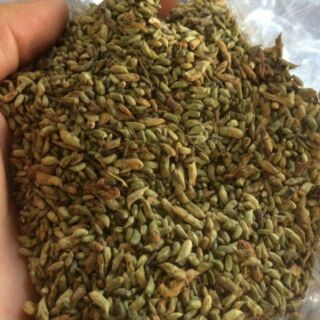 300G TRÀ HOA HÒE KHÔ (TẶNG KÈM CAM THẢO)