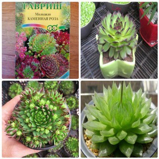 [HOT] HẠT GIỐNG SEN ĐÁ MIX - 5 hạt